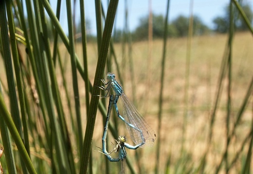 Coenagrion scitulum