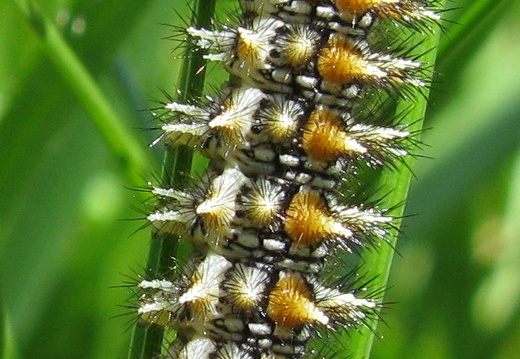 Didymaeformia didyma
