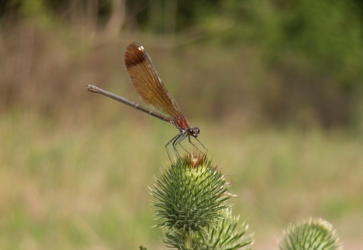 Haemorrhoidalis