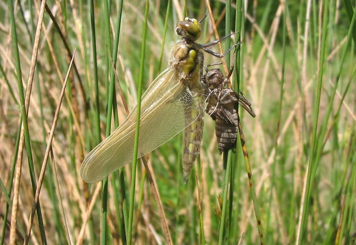 Libellula depressa