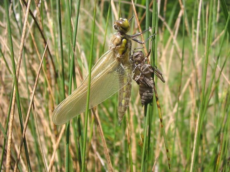 Libellula depressa.JPG