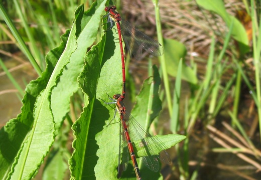 Pyrrhosoma nymphula