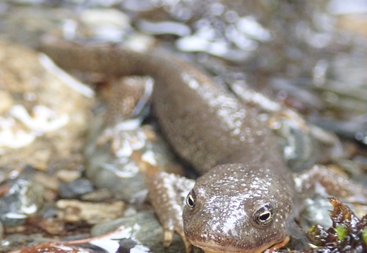 Calotriton