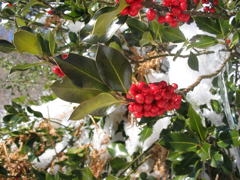 Ilex aquifolium2.jpg