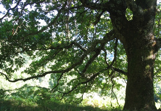 Quercus