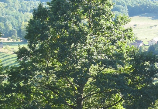 Quercus