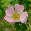 Rosa canina