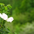 Rosa canina