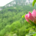 Rosa canina