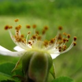 Rosa canina