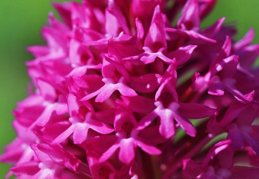 Anacamptis pyramidalis