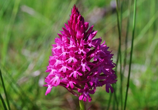 Anacamptis pyramidalis