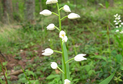 Cephalanthera longifolia