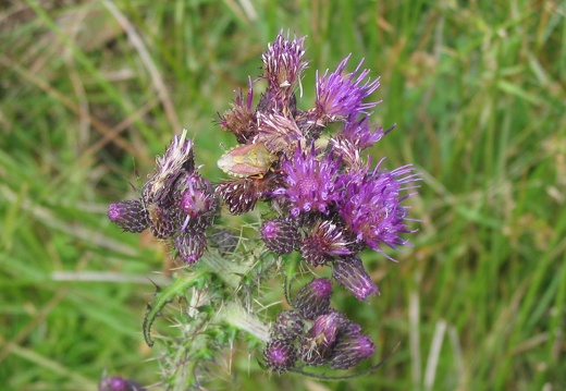 Cirsium palustre