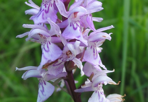 Dactylorhiza fuchsii