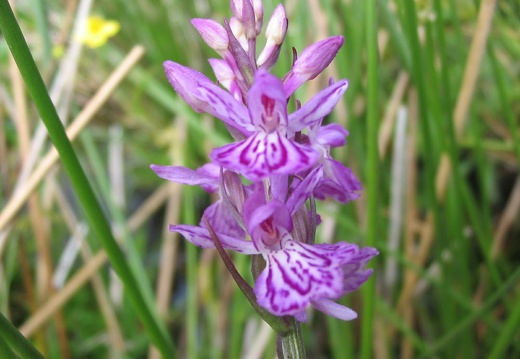 Dactylorhiza fuchsii