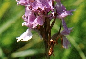 Cephalanthera longifolia