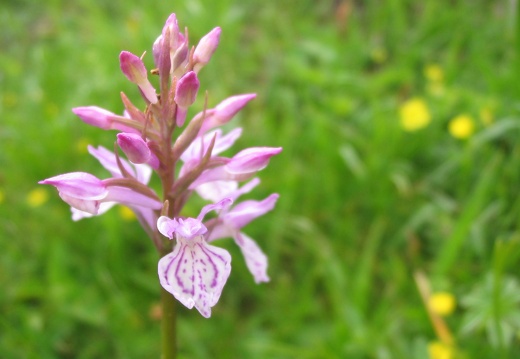 Dactylorhiza maculata