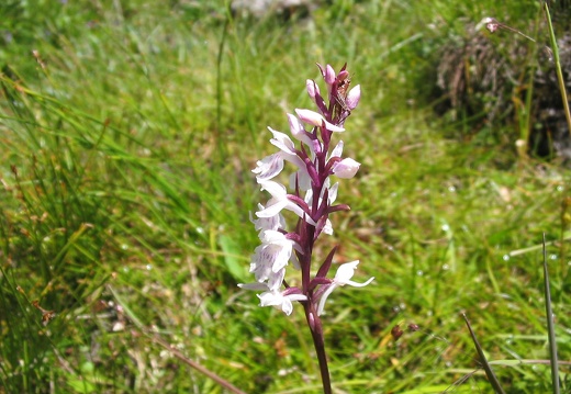 Dactylorhiza maculata