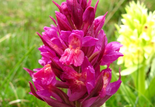 Dactylorhiza sambucina