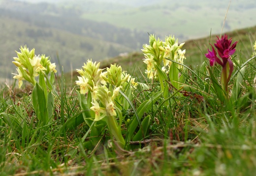 Dactylorhiza sambucina