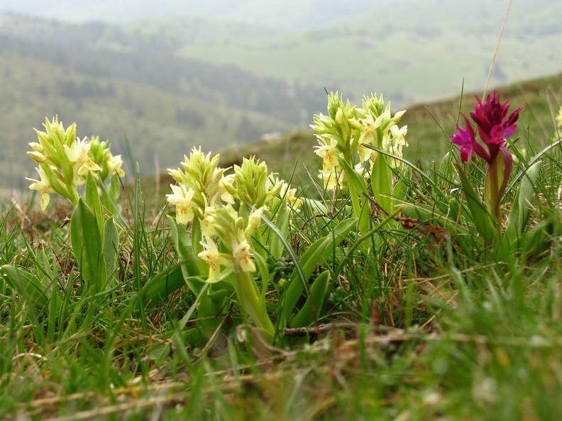 Dactylorhiza sambucina4.jpg