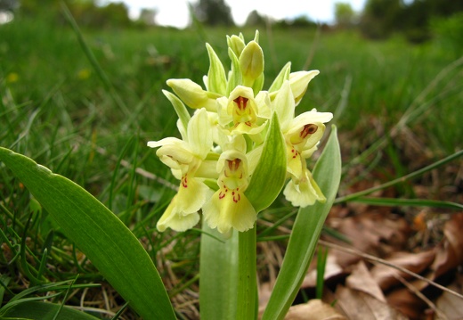 Dactylorhiza sambucina
