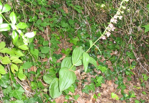 Epipactis helleborine