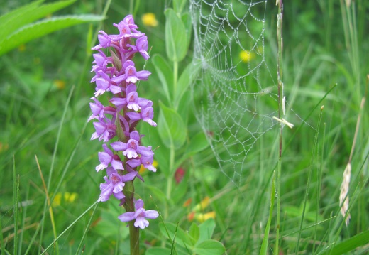 Gymnadenia conopsea