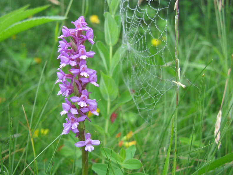 Gymnadenia conopsea