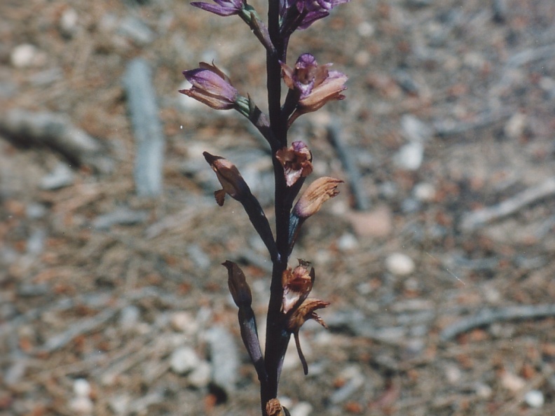 Limodorum abortivum