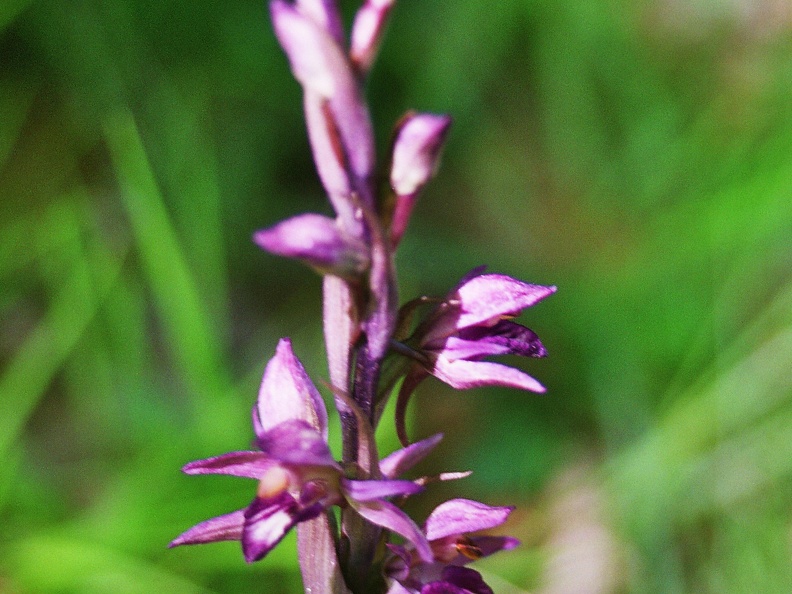 Limodorum abortivum