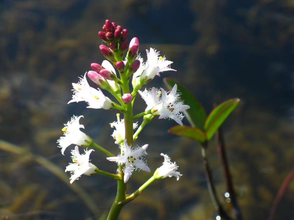 Menyanthes trifoliata