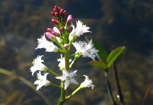 Menyanthes trifoliata