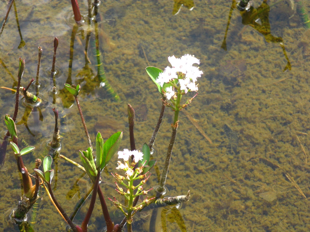 Menyanthes trifoliata