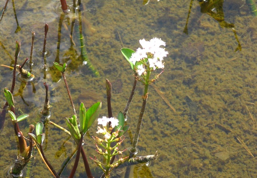 Menyanthes trifoliata