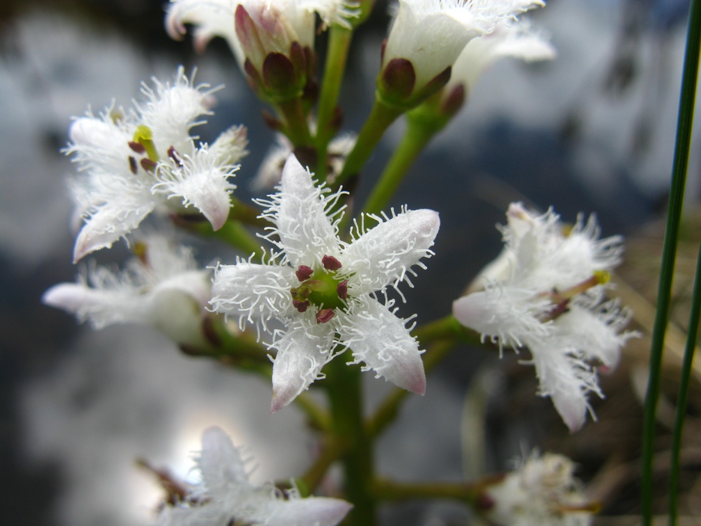 Menyanthes trifoliata
