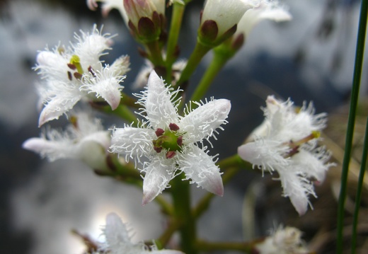 Menyanthes trifoliata