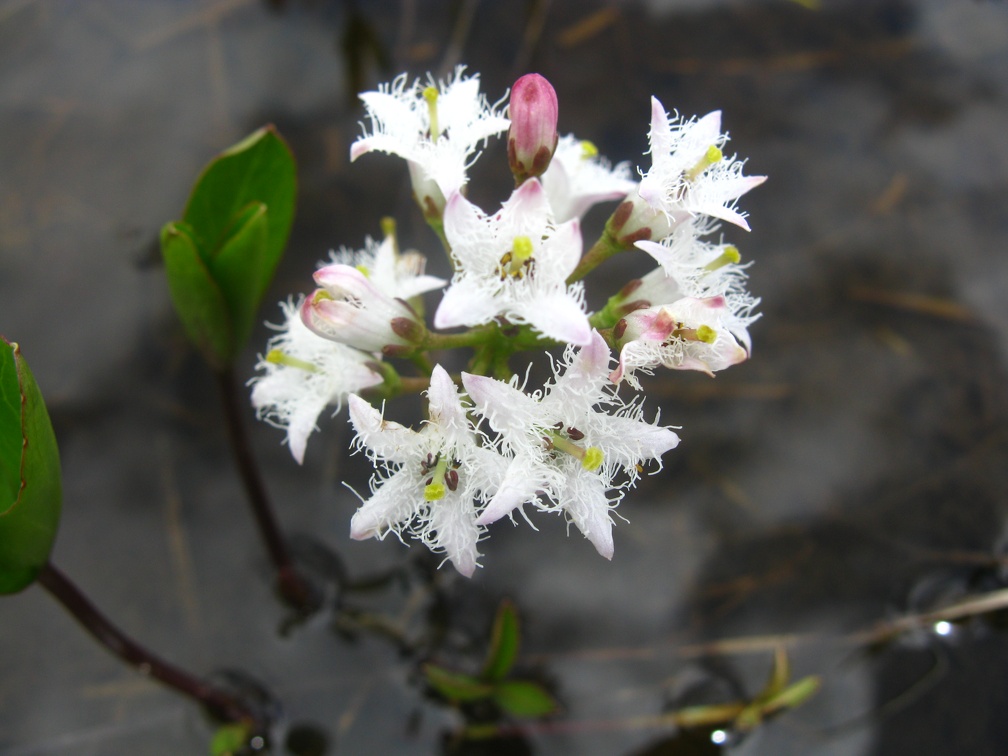 Menyanthes trifoliata