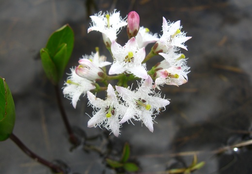 Menyanthes trifoliata