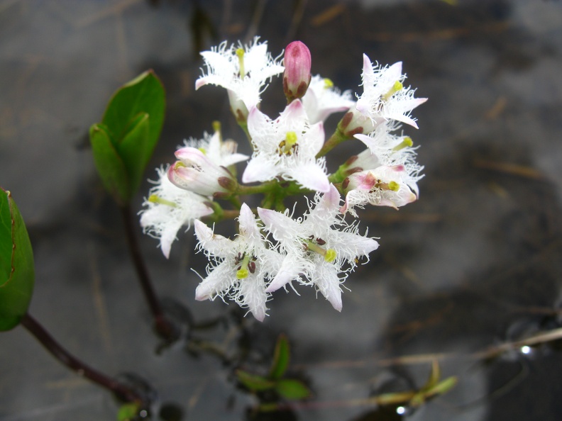 Menyanthes trifoliata4.jpg
