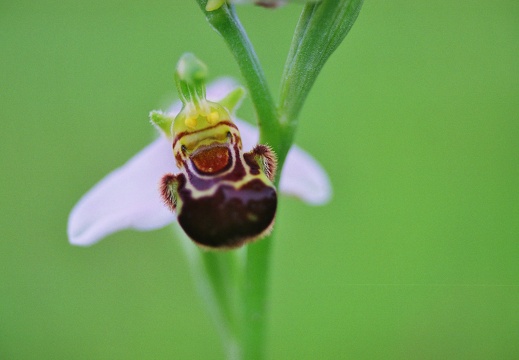 Ophrys apifera
