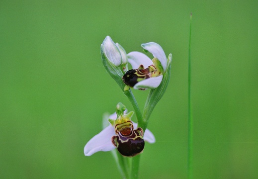 Ophrys apifera
