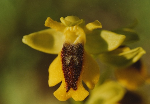 Ophrys lutea