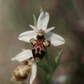 Ophrys scolopax