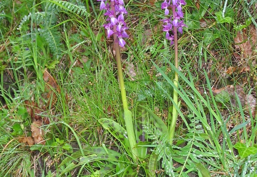 Orchis mascula