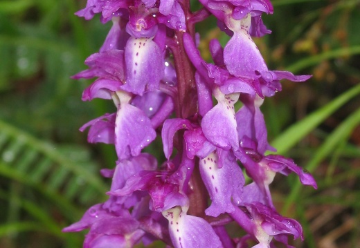 Orchis mascula