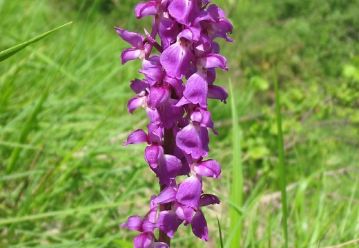 Orchis mascula