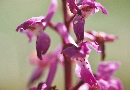 Orchis mascula
