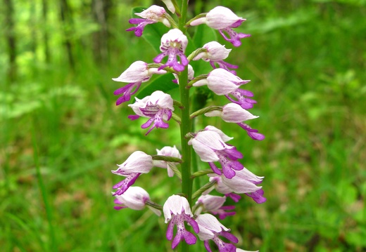 Orchis militaris